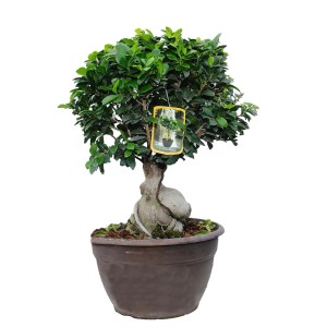 Zielony Ficus jako drzewko pokojowe w doniczce.