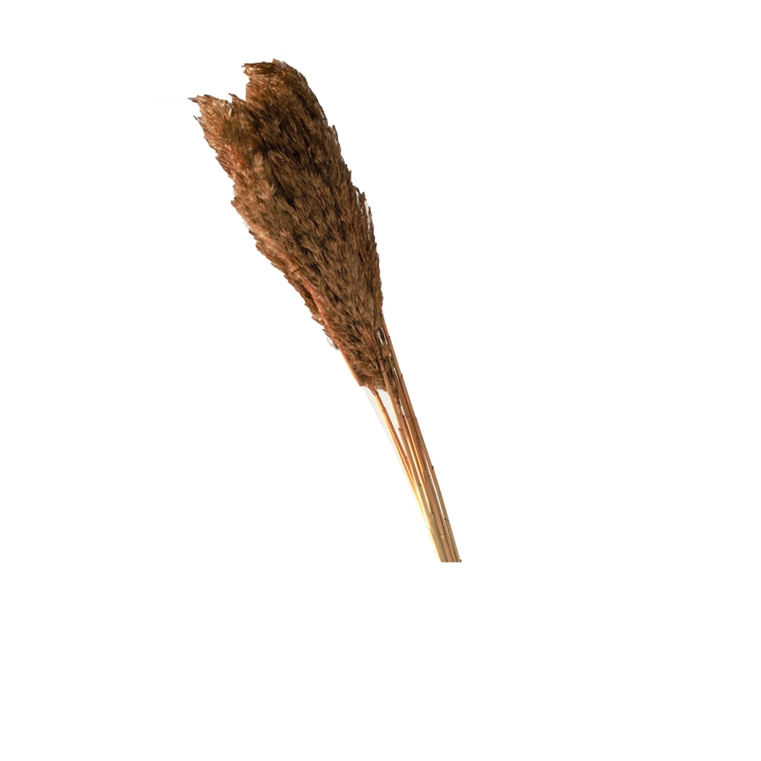Trawa Plume 80-90cm 12-14szt brązowa  70g