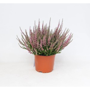 Różowo kwitnący wrzos w doniczce. Wrzos do ogrodu i na balkon.