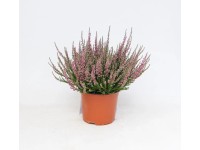 Wrzos (Calluna Sunset spring) - don. 10,5 cm