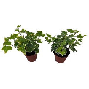 Bluszcz (Hedera Variegata) mix - don. 8,5 cm