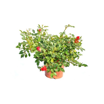 Róża okrywowa don.17 cm