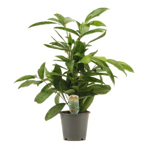 Zielona Dracena (Smocze drzewo) w doniczce, roślina doniczkowa.