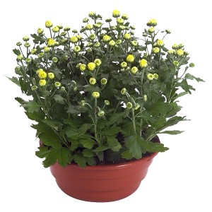 Żółta chryzantema jesienna (Chrysanthemum indicum) w doniczce, ok. 23 cm Ø.