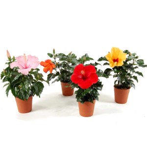 Różnokolorowe kwiaty hibiskusa w doniczkach, wybór roślin kwitnących do Twojego domu.