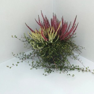 Jesienna mieszanka w doniczce z Calluna, Muehlenbeckia, Calocephalus i Erica, wys. ok. 10-20 cm.