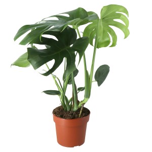 Zielona Monstera w doniczce, duża roślina doniczkowa.