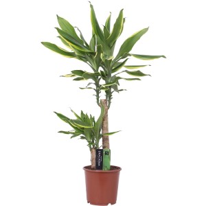 Dracena w doniczce z zielono-żółtymi liśćmi.