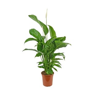 Skrzydłokwiat (Spathiphyllum) Macho - wys. 120 cm, don. 21 cm