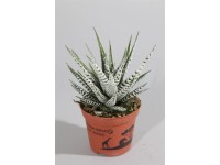 Haworcja - Haworthia Alba wys.10cm don.8cm