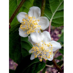 Kwiaty drzewa owocowego t.b.t. z białymi płatkami i żółtymi pręcikami.