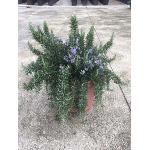 Kwitnący rozmaryn w doniczce, aromatyczne zioło kulinarne.