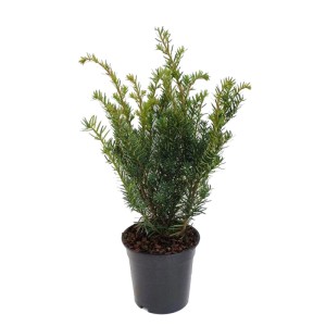 Cis (Taxus) mix don. 19 cm