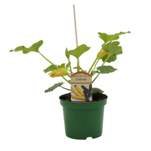 Cukinia (Cucurbita pepo var. giromontiina) don. 17 cm