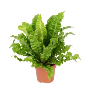 Zanokcica Aspleniumnidus Crispy wys. 25cm don. 12cm