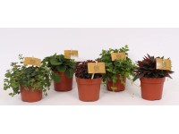Peperomia mix (Eden collection) wys. 15cm