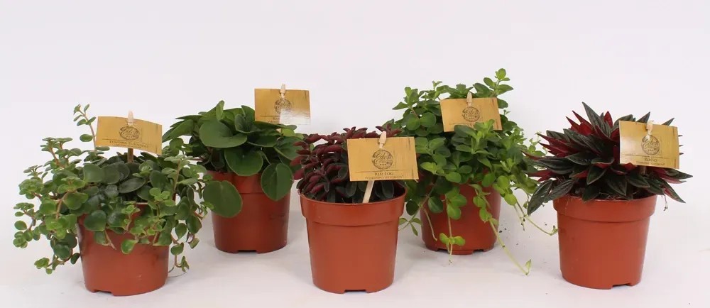 Peperomia mix (Eden collection) wys. 15cm