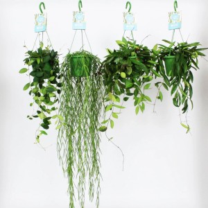 Hoya mix don. 14 cm