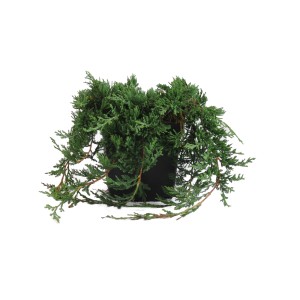 Jałowiec płożący w doniczce, zielone igły.