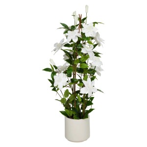 Kwiat Clematis w doniczce biały - 98 cm