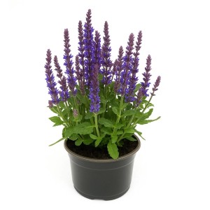 Szałwia omszona (Salvia nemorosa) don. 15 cm