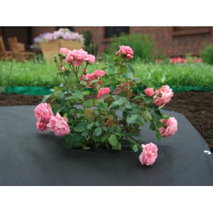 Różowy krzew róży na czarnej agrowłókninie w ogrodzie. Włóknina chroni przed chwastami.