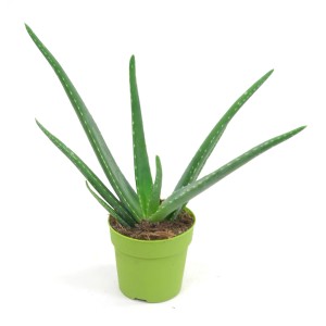 Zielony sukulent Aloe Vera w doniczce, roślina doniczkowa.