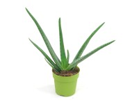 Aloe Vera don. 13 cm