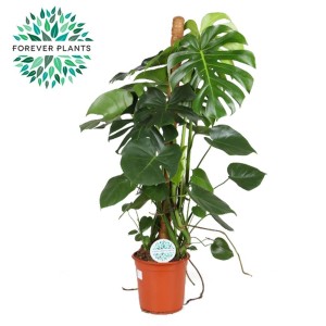 Duża roślina doniczkowa Monstera w doniczce z pomocą do wspinaczki.
