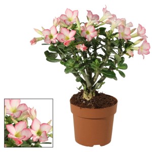 Sukulenty t.b.t. z różowo-białymi kwiatami w doniczce.