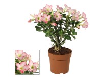 Adenium Rose wys. 35 cm, don. 14 cm
