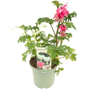 Serduszka okazałe (Dicentra spectabilis) don. 17 cm