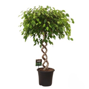 Figowiec benjamina (Ficus benjamina "Exotica") wys. 140 cm, don. 32 cm