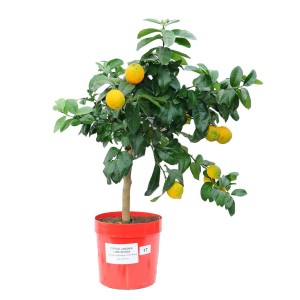 Miniaturowe drzewko limonki w doniczce z dojrzałymi owocami.