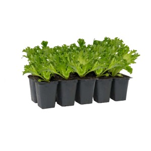 Sadzonki warzyw t.b.t. w tacy rozsadowej.