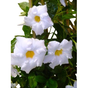 Biała roślina kwitnąca z kategorii Rośliny kwitnące z żółtym środkiem kwiatu.