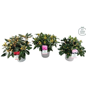 Trzy kwitnące rośliny t.b.t. w doniczkach, różne kolory kwiatów.