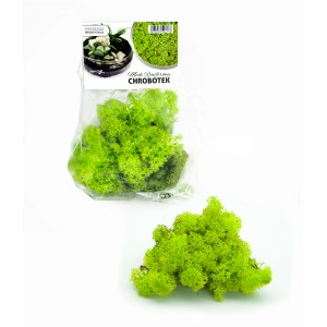 Jasnozielony chrobotek reniferowy (t.b.t.) do lasów w szkle i dekoracji kwiatowych.