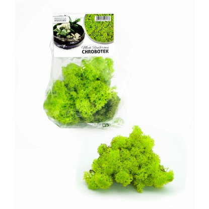 4Flower Chrobotek Reniferowy jasnozielony