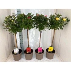 Różnokolorowe róże t.b.t. na pniu w doniczce, wybór róż rabatowych.