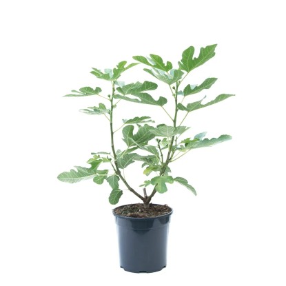 Figowiec krzew - don. 10 l