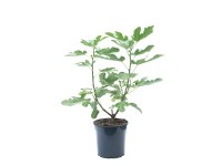 Figowiec krzew - don. 10 l