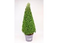 Ostrokrzew bukszpanowy zielony piramida - wys. 90 cm