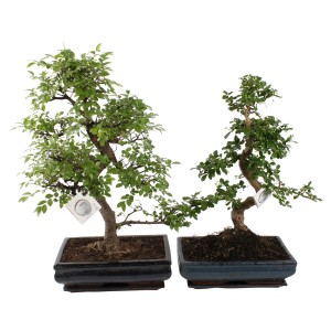 Dwa drzewka bonsai w kwadratowych doniczkach z zielonymi liśćmi.