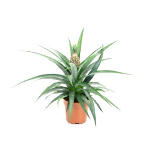 Roślina t.b.t. w doniczce, roślina doniczkowa z małym owocem ananasa.