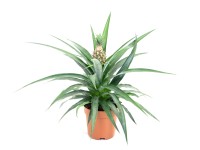Ananas Corona (Ananas sp.)