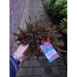 Wrzosiec Winter Ladies w doniczce, Erica carnea, z czerwonymi kwiatami. Wrzos kwitnący zimą.