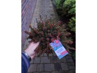 Wrzosiec (Erica Carnea Winter Ladies) - don. 12 cm