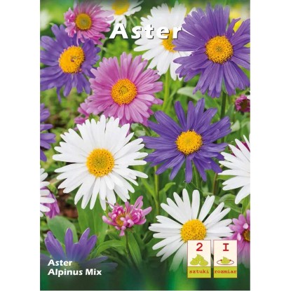 Aster Alpinus mix