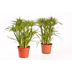 Dwie rośliny cibory zmiennej w doniczkach, zielone rośliny doniczkowe.